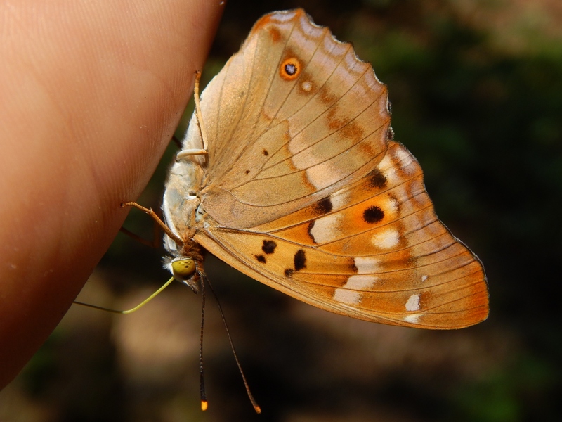 Apatura ilia : parco del ticino